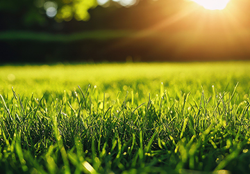 Lawn Care Maintenance & Fertilization